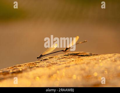 Libellula Foto Stock