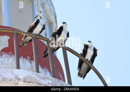 Osprey arroccato sul vecchio faro abbandonato Foto Stock