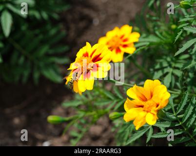 Tagete gialle (calendule) fiorenti in natura con una vespa sopra Foto Stock