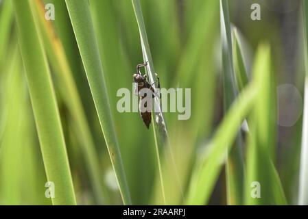 Dragonfly Nymph (Exuvia) attaccata a uno stelo di erba verde illuminato dal sole, in Right-Profile, preso su uno stagno nel Galles centrale, nel Regno Unito a giugno Foto Stock