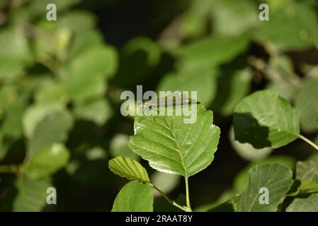 Bella donna Demoiselle (Calopteryx virgo) arroccata in profilo a sinistra sul bordo superiore di una foglia verde soleggiata, centro dell'immagine, scattata nel Regno Unito a giugno Foto Stock