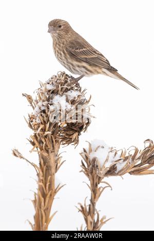 House finch (Carpodacus mexicanus), femmina arroccata sulla vegetazione invernale, Nord America orientale, di Dominique Braud/Dembinsky Photo Assoc Foto Stock