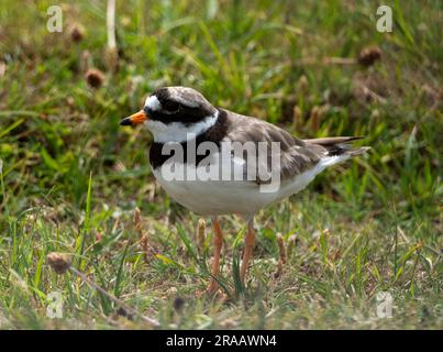 Ringed Plover (Charadrius hiaticula) Isola di Tiree, Ebridi interne, Scozia, Regno Unito. Foto Stock