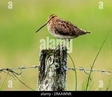 Snipe (Gallinago gallinago) su un palo di recinzione. Tiree, Ebridi interne, Scozia, Regno Unito Foto Stock