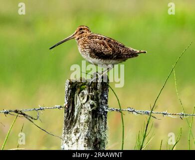 Snipe (Gallinago gallinago) su un palo di recinzione. Tiree, Ebridi interne, Scozia, Regno Unito Foto Stock