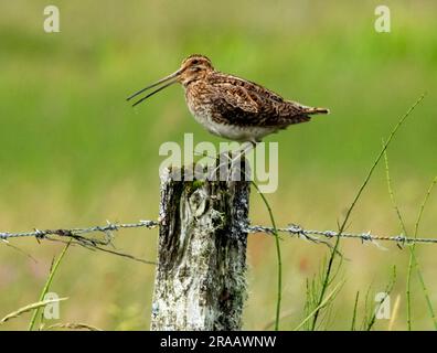 Snipe (Gallinago gallinago) su un palo di recinzione. Tiree, Ebridi interne, Scozia, Regno Unito Foto Stock