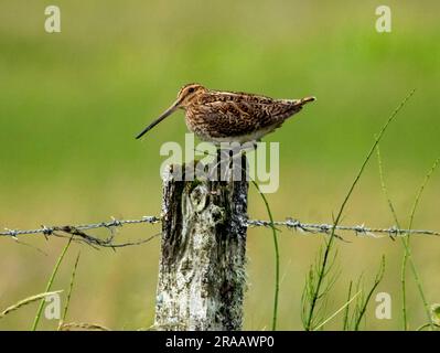 Snipe (Gallinago gallinago) su un palo di recinzione. Tiree, Ebridi interne, Scozia, Regno Unito Foto Stock