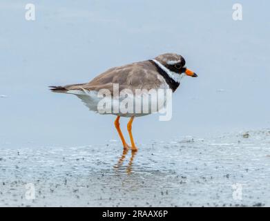 Charadrius hiaticula (Charadrius hiaticula) su una spiaggia, Isola di Coll, Ebridi interne, Scozia, Regno Unito. Foto Stock