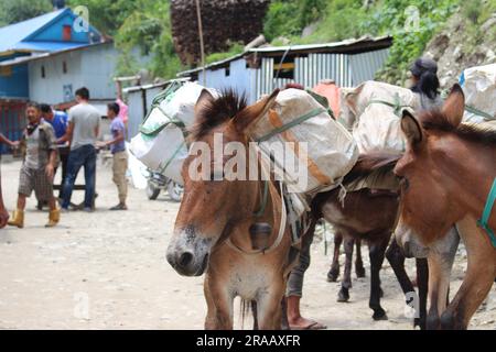 Taplejung, Nepal - 2 giugno 2018 : asino e mulo trasportano peso pesante sulle montagne dell'Himalaya Foto Stock