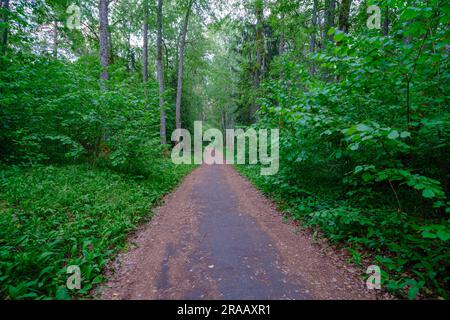 Una bella strada vuota che attraversa la foresta e scompare in lontananza. Una fitta e cupa foresta. I lati della strada sono ricoperti di Foto Stock
