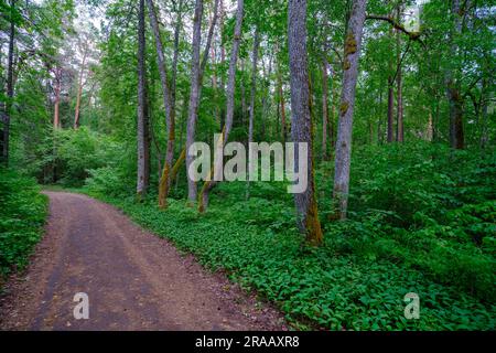 Una bella strada vuota che attraversa la foresta e scompare in lontananza. Una fitta e cupa foresta. I lati della strada sono ricoperti di Foto Stock