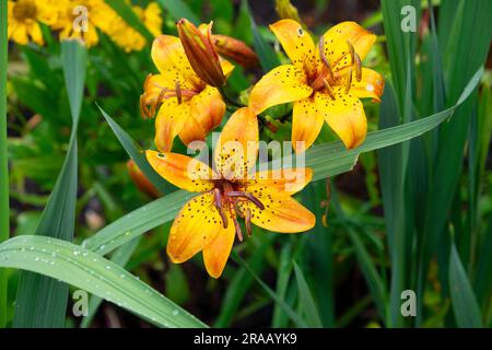 Giglio arancione e giallo Hemerocallis lillies in fiore a luglio presso gli Aberglasney Gardens a Carmarthenshire Galles UK KATHY DEWITT Foto Stock