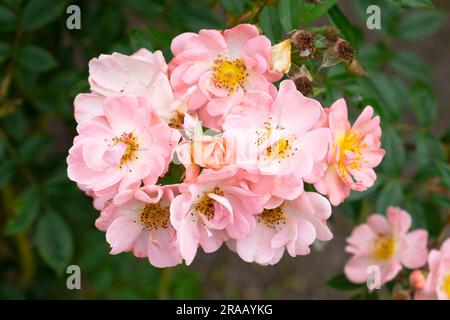 Rosa Rosa Open Arms in fiore in giardino di rose ad Aberglasney Gardens nel luglio 2023 Carmarthenshire Wales UK KATHY DEWITT Foto Stock