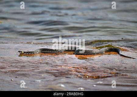 Serpente d'erba che si crogiola sulla roccia Foto Stock