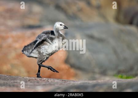 Barnacle oca tipa addestra le sue ali Foto Stock