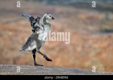 Barnacle oca tipa addestra le sue ali Foto Stock