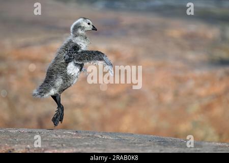 Barnacle oca tipa addestra le sue ali Foto Stock