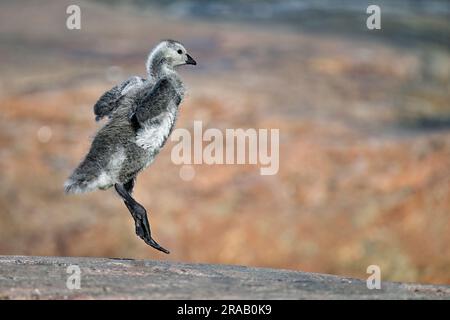 Barnacle oca tipa addestra le sue ali Foto Stock