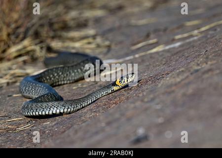 Serpente d'erba sulla roccia costiera Foto Stock