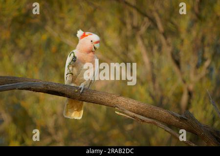 Major Mitchells Cockatoo - Lophochroa leadbeateri anche Leadbeater's o Pink cockatoo, il cockatoo di medie dimensioni abita aree interne aride e semi-aride Foto Stock