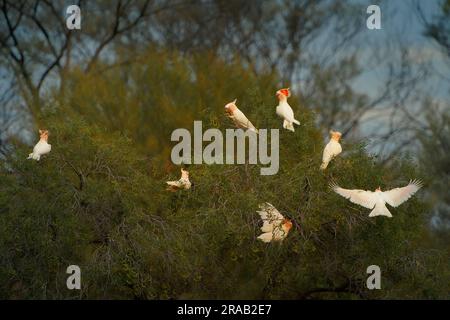 Major Mitchells Cockatoo - Lophochroa leadbeateri anche Leadbeater's o Pink cockatoo, il cockatoo di medie dimensioni abita aree interne aride e semi-aride Foto Stock