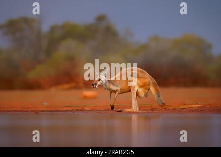 Canguro rosso - Osphranter rufus il più grande dei canguri, mammifero marsupiale terrestre originario dell'Australia, trovato in tutta l'Australia continentale, Long, poi Foto Stock