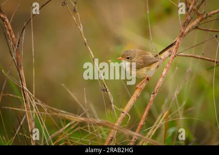 Fairywren dal dorso rosso - Malurus melanocephalus uccello passerino della famiglia wren Maluridae, vicino ai fiumi e alle aree costiere, il maschio ha la testa nera, parti superiori Foto Stock