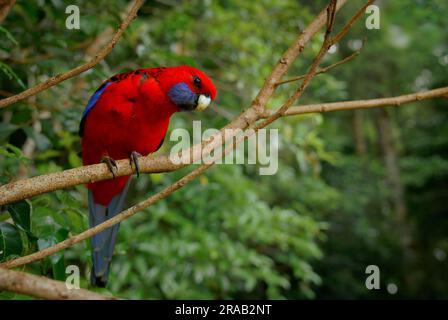 Crimson Rosella - Platycercus elegans un pappagallo nativo a est e a sud est dell'Australia, introdotta in Nuova Zelanda e Isola Norfolk, mountain f Foto Stock