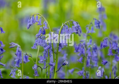 Primo piano su Bluebell comune (hyacinthoides non-scripta), Bluebells nativi o inglesi in foresta o giardino boschivo, Regno Unito Foto Stock