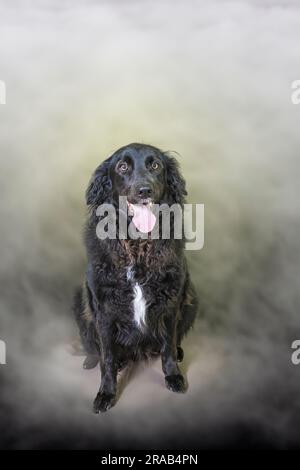 un retriever dai capelli lunghi di colore nero che guarda dritto davanti con la bocca aperta per fotografare gli animali Foto Stock