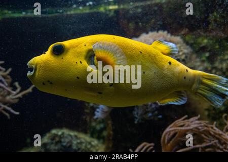 Puffer giallo macchiato nero o Puffer Fish Arothron Nigropunctatus nuoto in acqua. Foto Stock