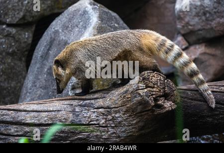 Sud Americana coati o anello-tailed coati (Nasua nasua) Foto Stock