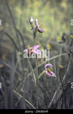 Un'orchidea selvatica che cresce in un prato. Questa orchidea è piuttosto rara a causa della perdita dell'habitat Foto Stock