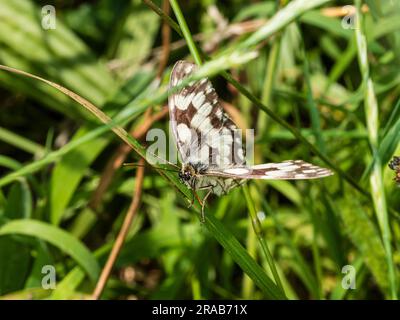 Farfalla bianca marmorizzata con motivi marmorizzati marrone e bianco, Melanargia galathea, adagiata in un'aspra prateria Foto Stock