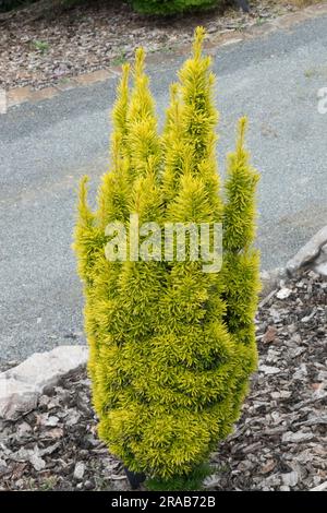 Yew inglese, Taxus baccata 'Icicle', Narrow, Growth, Yellow color Foto Stock