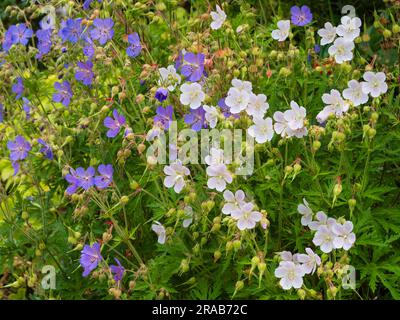 Forme blu e bianche del prato originario del Regno Unito, Geranium pratense, una classica pianta da giardino Foto Stock