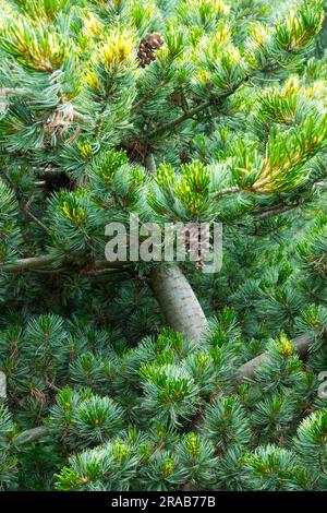 Pino bianco giapponese, albero, Pinus parviflora, conifere, pino, Rami, Needles Pinus parviflora 'Shikoku' Pinus foliage Foto Stock
