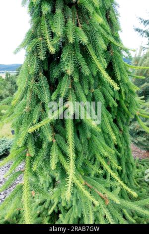 Pendulous, Spruce Picea abies 'Inversa' rami piangenti Foto Stock