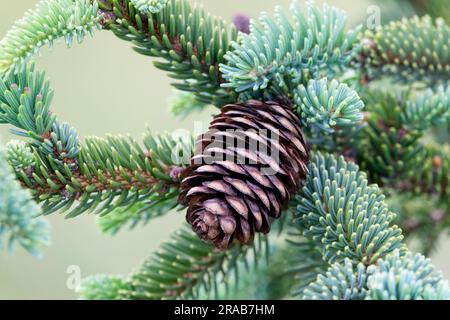 Cono di conifere, abete rosso koyamai, primo piano, ramificazione, aghi Picea koyamae Foto Stock