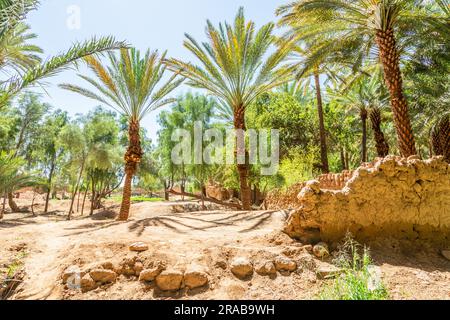 Al Ula rovina la strada della città vecchia con palme lungo la strada, Arabia Saudita Foto Stock