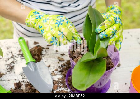 La donna in guanti sta trapiantando la pianta delle orchidee nel nuovo vaso Foto Stock