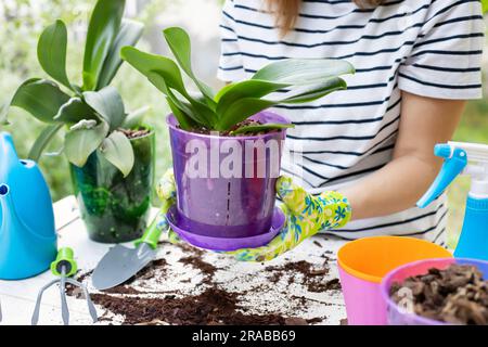 La donna in guanti sta trapiantando la pianta delle orchidee nel nuovo vaso Foto Stock