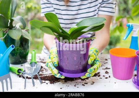 La donna in guanti sta trapiantando la pianta delle orchidee nel nuovo vaso Foto Stock