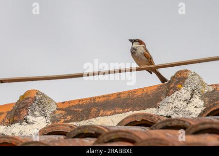 primo piano di un passaruota su un tetto Foto Stock