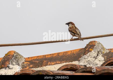 primo piano di un passaruota su un tetto Foto Stock