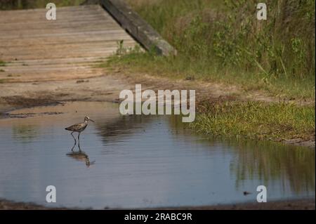 STATI UNITI - giugno 2023: Un salice si nutre in acque stagnanti sull'isola di Portsmouth, Carolina del Nord. (Foto di Douglas Graham) Foto Stock