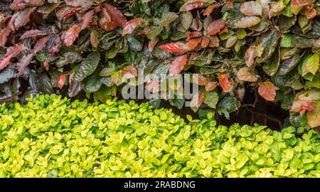 Copertura del contrasto. Faggio di rame (faggio viola Fagus sylvatica "Purpurea") sopra una bassa siepe di Box (Buxus). Foto Stock