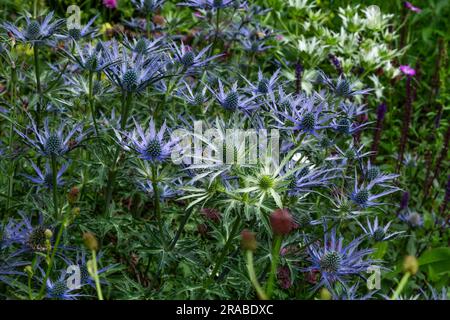 Sea Holly (Eryngium) in un confine floreale. Foto Stock