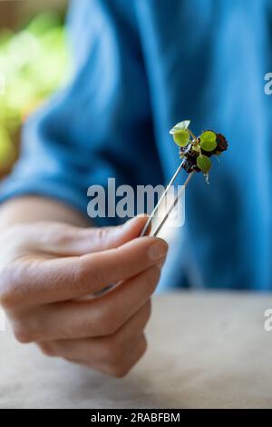 Donna che tiene una piccola pianta di Pilea con radici con pinzette per trapiantare in primo piano nel suolo Foto Stock