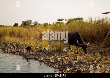 Un bufalo d'acqua che cammina lungo una riva del fiume a Iba, Zambales, Filippine Foto Stock